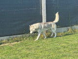 Mâle Husky de Sibérie LOF disponible pour saillie