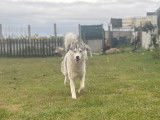Mâle Husky LOF pour saillie
