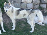 Mâle Husky LOF pour saillie
