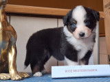 Chiots berger américain miniature