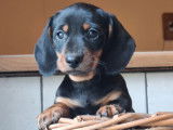 Chiots Teckel Nain à poil ras à vendre