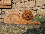 Chiots Caniche Nain à vendre