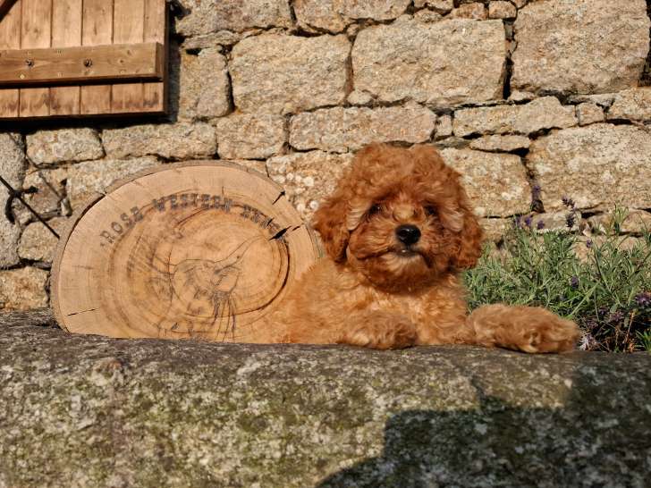 Chiots Caniche Nain à vendre
