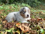 Magnifiques chiots Bergers Australiens à vendre