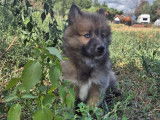 Chiot Pomsky Toy à vendre