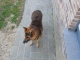 Chiots Berger Allemand à vendre