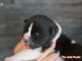 Chiots Akita Américain à vendre