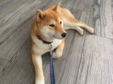 Femelle Shiba Inu née le 12/10/2024 à vendre