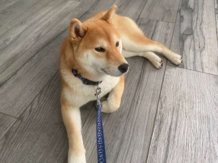 Femelle Shiba Inu née le 12/10/2024 à vendre
