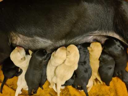 Chiots Labrador de travail, de chasse ou de comp&eacute;tition &agrave; vendre