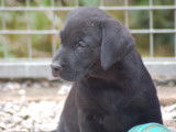 Chiots Labrador de travail, de chasse ou de compétition à vendre