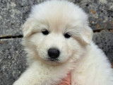 Chiots Berger Blanc Suisse LOF à réserver