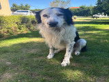 Mâle Border Collie disponible pour saillie
