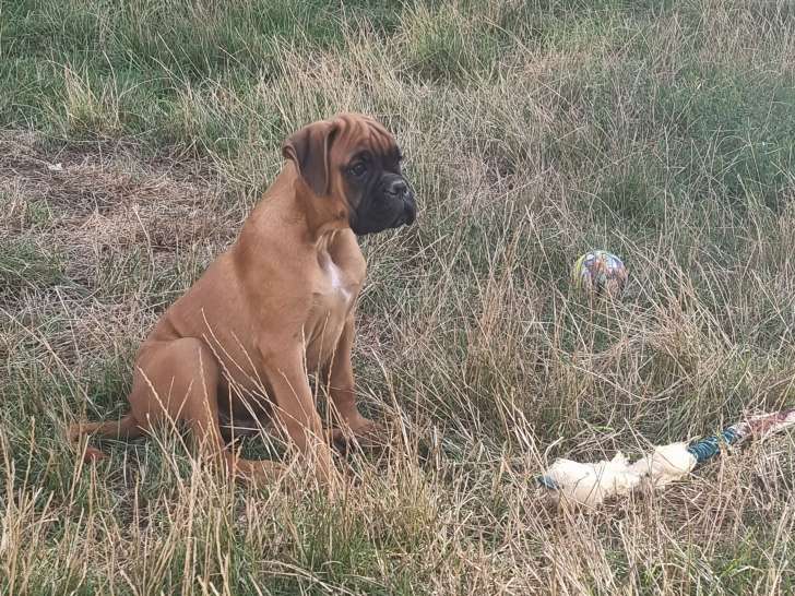1 chiot Boxer mâle LOF à vendre