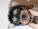 Magnifiques chiots mâles Yorkshire Terrier LOF à vendre