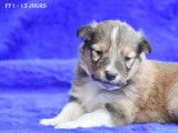 Chiots Berger des Shetland LOF à vendre