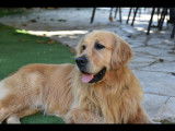 Scooby, mâle Golden Retriever disponible pour saillie