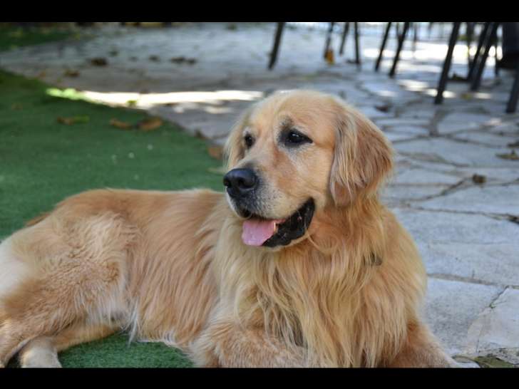 Scooby, mâle Golden Retriever disponible pour saillie