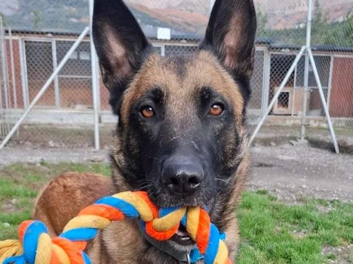 À adopter : chien Berger Malinois de 4 ans