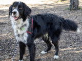 Disponible à l'adoption : chien noir et blanc