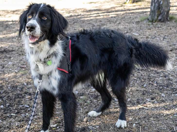 Disponible à l'adoption : chien noir et blanc