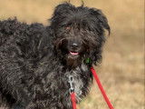Prêt pour l’adoption : chienne Bouvier des Ardennes de 4 ans
