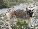 En attente d'une famille : chienne Loup Tchécoslovaque de 4 ans
