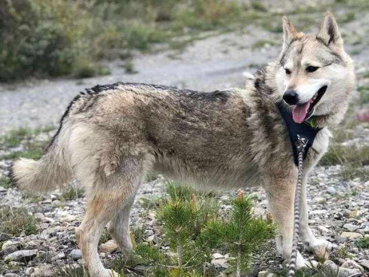 En attente d'une famille : chienne Loup Tchécoslovaque de 4 ans