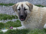 À accueillir : chien au pelage beige