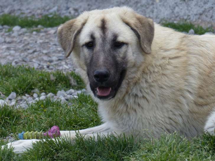 À accueillir : chien au pelage beige