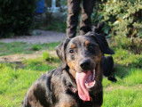 Azulinho, adorable chiot de 9 mois à adopter en association