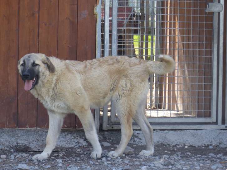 Adoption disponible : chien beige