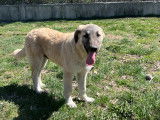 Adoption disponible : chien beige