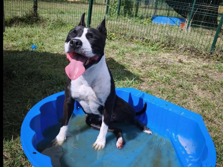 À la recherche d'une famille : chienne Amstaff noire et blanche