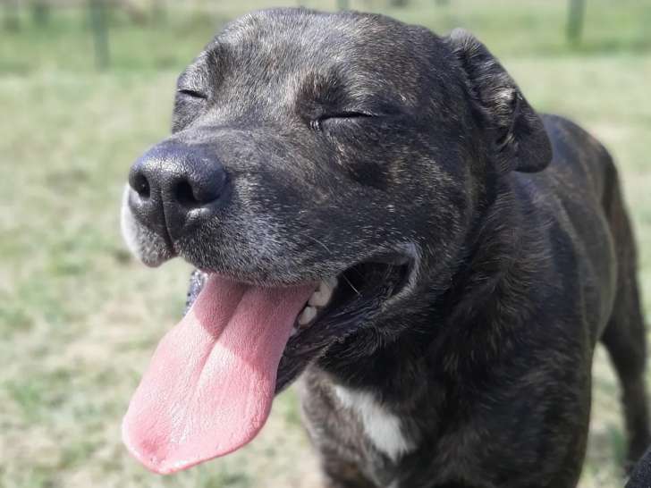 Chien bringé à adopter