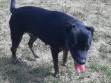 Chienne de 4 ans disponible à l'adoption