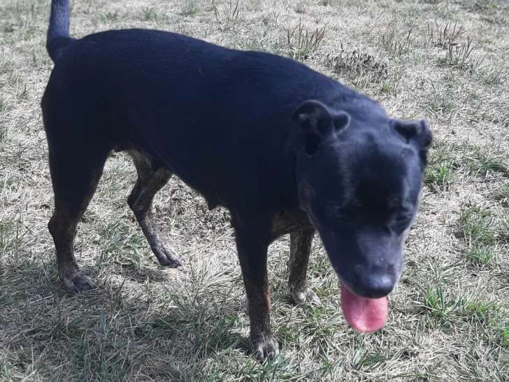 Chienne de 4 ans disponible à l'adoption