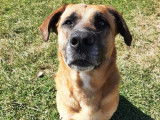 Chien marron en attente d'adoption