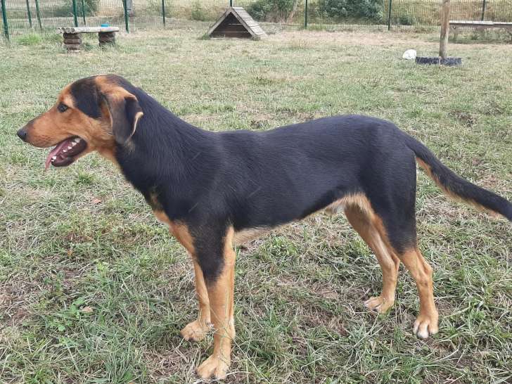 Chien noir et feu prêt pour l’adoption