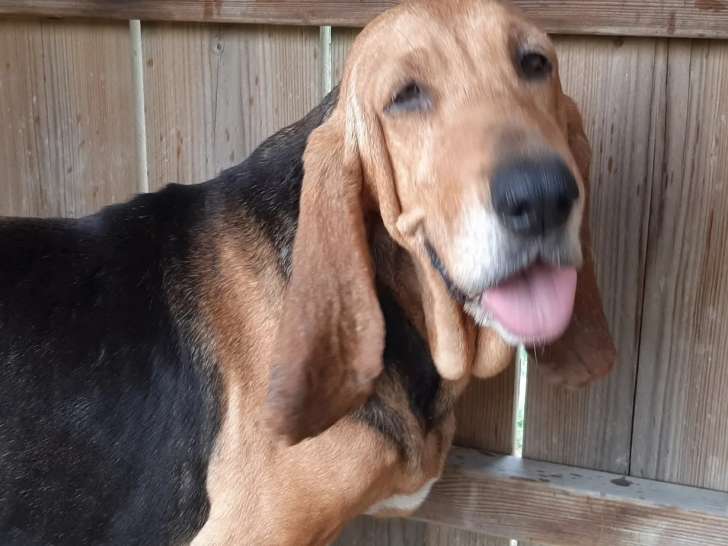 Chienne âgée de 5 ans en attente d'un foyer