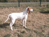 Chien marron et blanc à accueillir