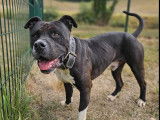 Chien American Bully de 4 ans en quête d’un foyer