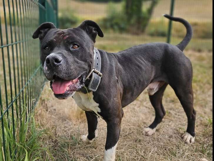 Chien American Bully de 4 ans en quête d’un foyer