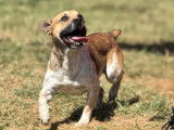 Adoption disponible : chien d'un an