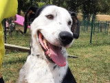 Chienne de 2 ans à la recherche d'un foyer