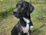 À adopter, chien noir et blanc