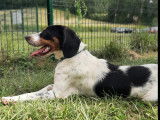 Disponible à l'adoption, chien tricolore