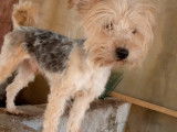 En attente d’adoption, chien noir et beige