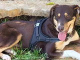 Prête pour l’adoption, chienne noire et feu