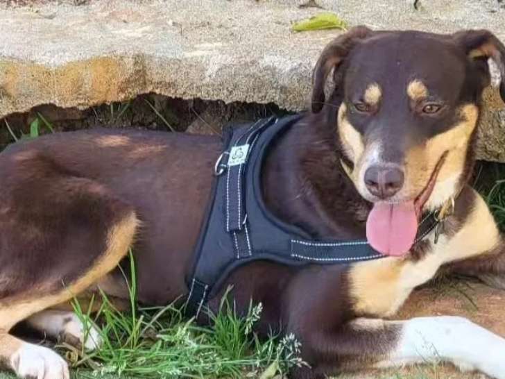 Prête pour l’adoption, chienne noire et feu